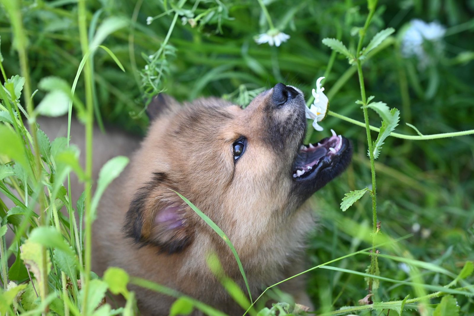 Thú cưng còn nhỏ