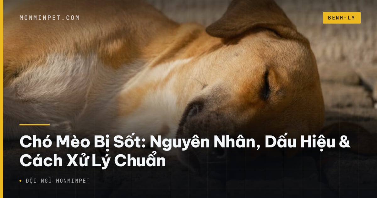 Chó Mèo Bị Sốt: Nguyên Nhân, Dấu Hiệu & Cách Xử Lý Chuẩn