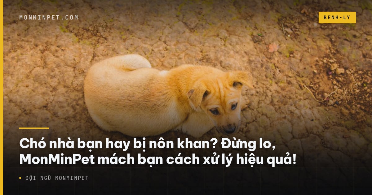 Chó nhà bạn hay bị nôn khan? Đừng lo, MonMinPet mách bạn