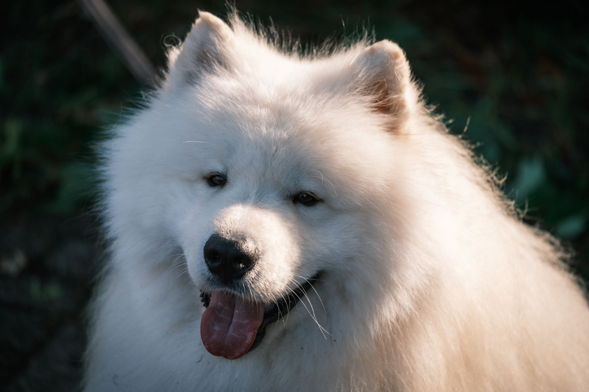 Chó Samoyed: Hướng dẫn chăm sóc toàn diện