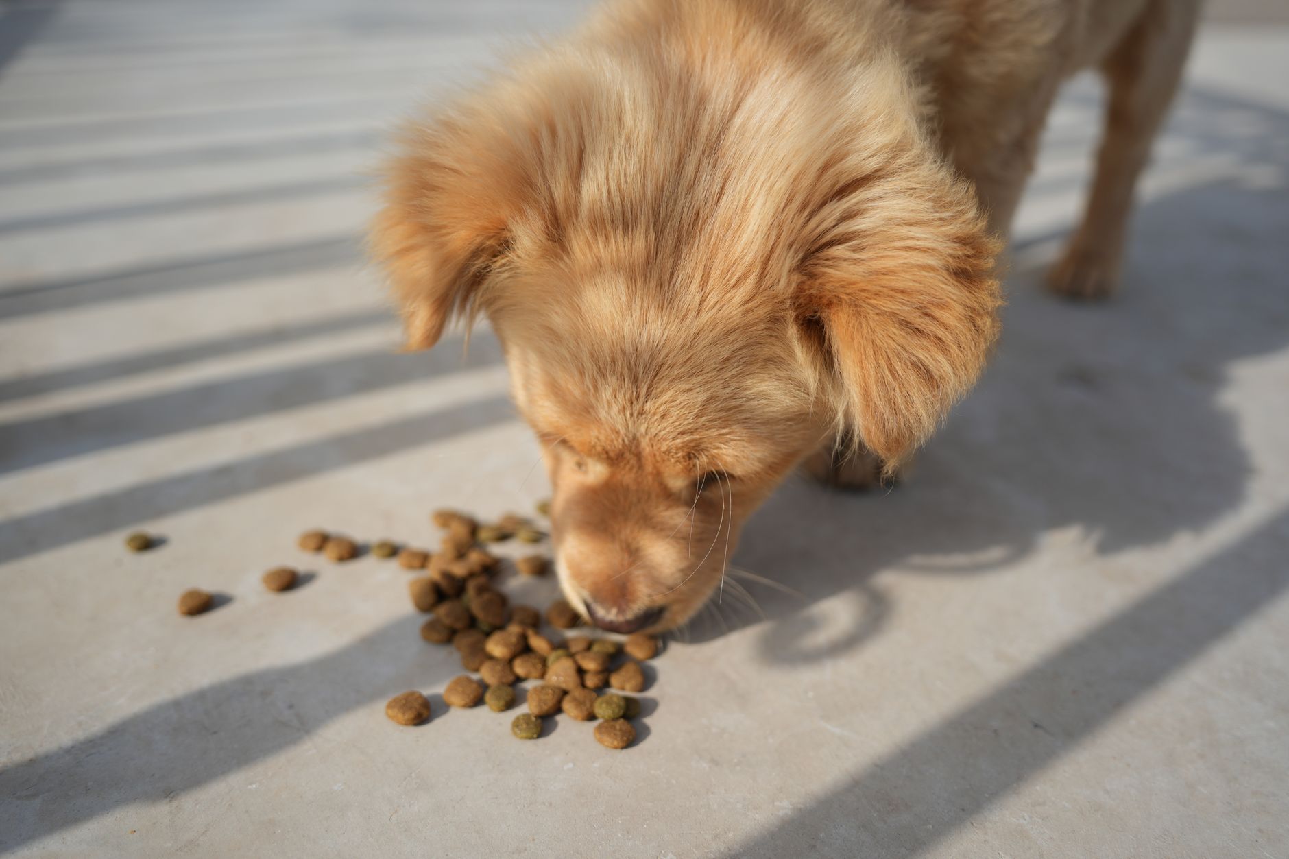 Cận cảnh hạt thức ăn cho thú cưng — dinh dưỡng pet