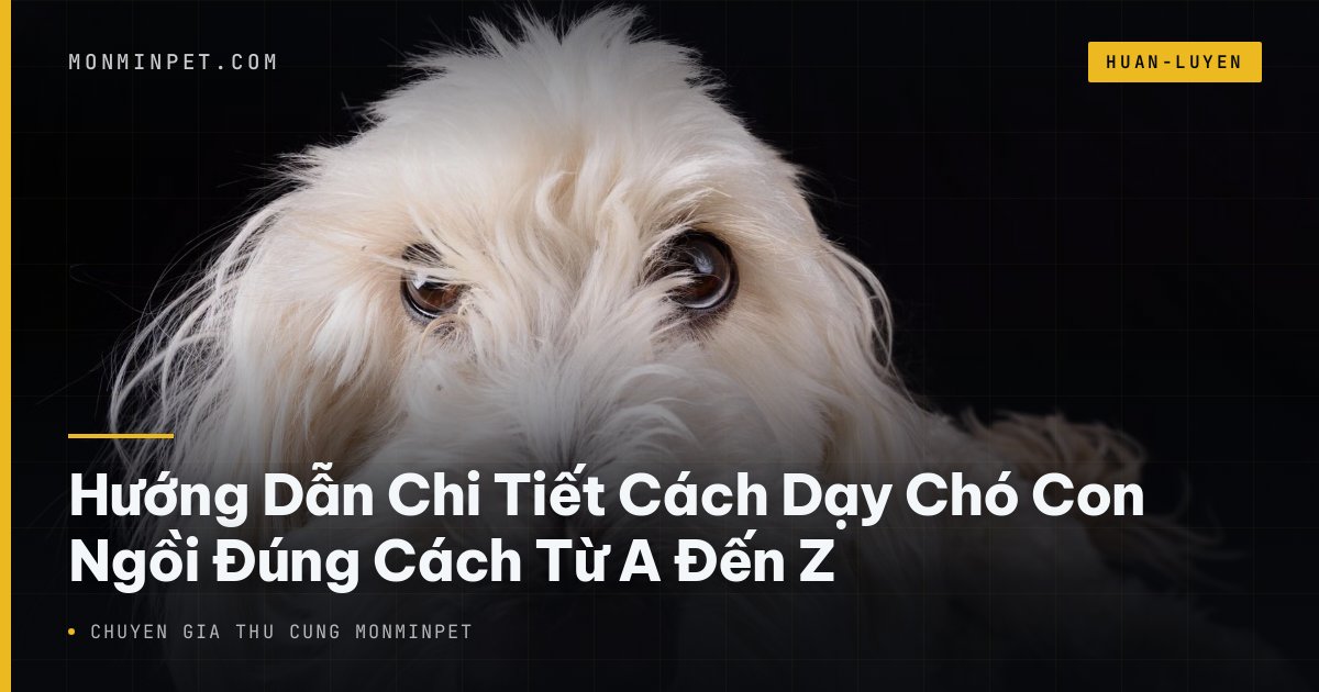 Hướng Dẫn Chi Tiết Cách Dạy Chó Con Ngồi Đúng Cách Từ A Đến