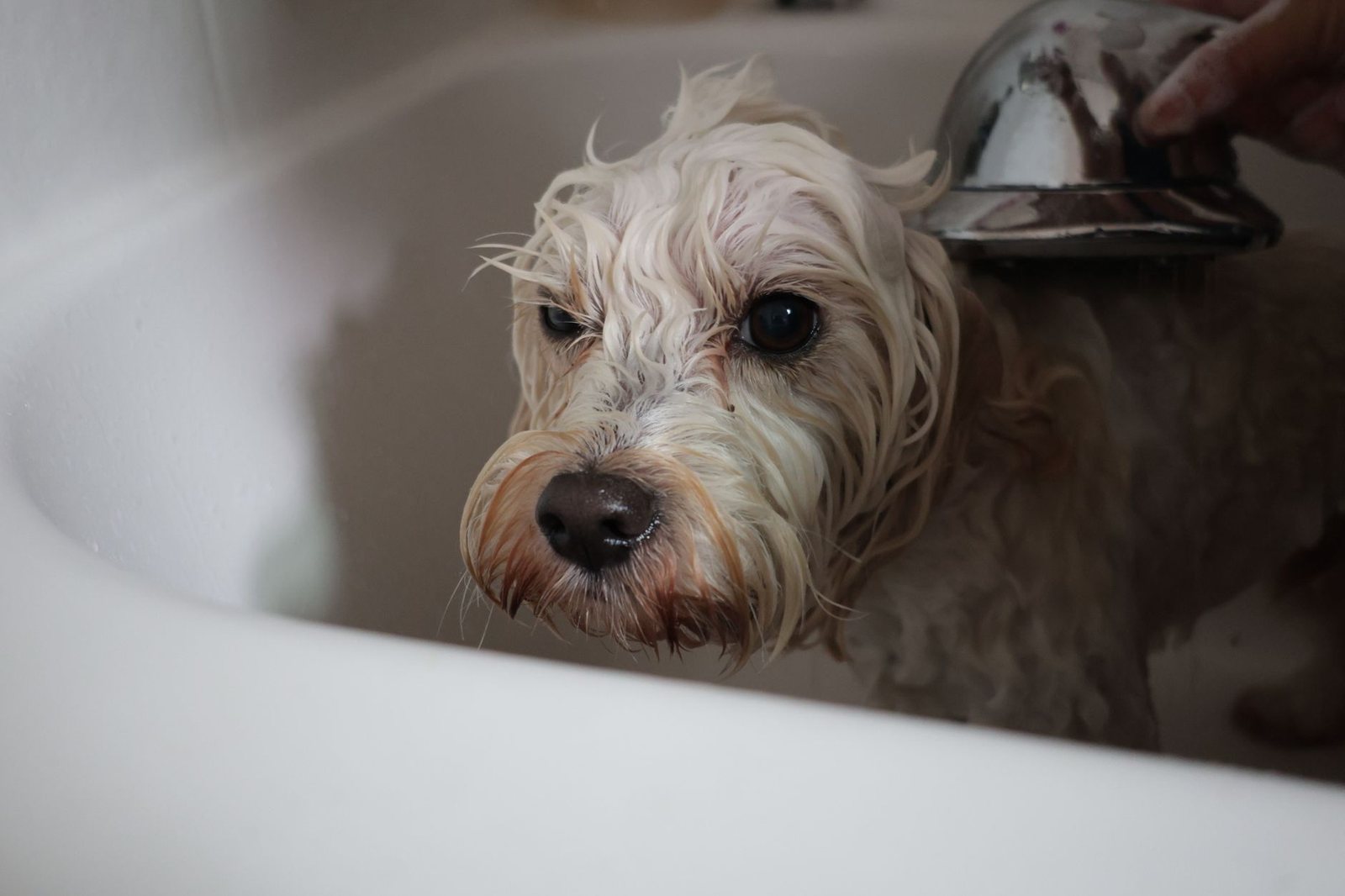 Hướng Dẫn Tắm Cho Chó Poodle Đúng Cách: Giữ Bộ Lông Luôn