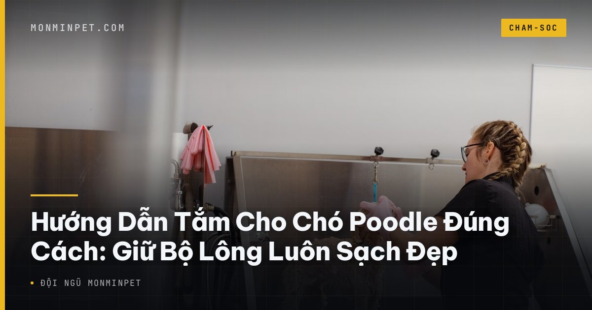 Hướng Dẫn Tắm Cho Chó Poodle Đúng Cách: Giữ Bộ Lông Luôn