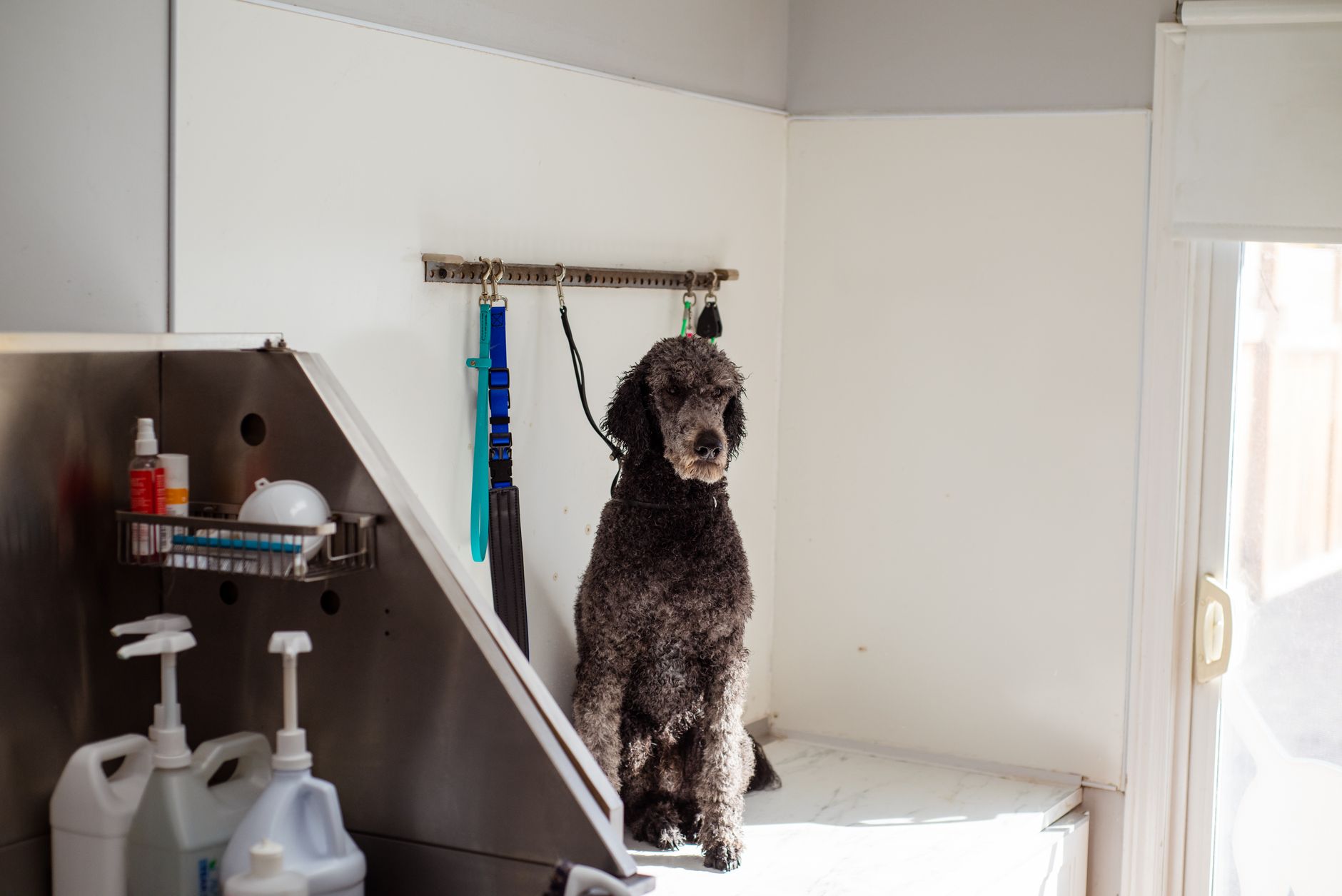 Hướng Dẫn Vệ Sinh Tai Pet Đúng Cách: Bảo Vệ Sức Khỏe Toàn