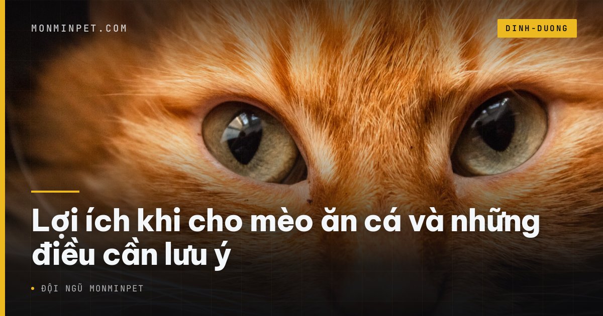 Lợi ích khi cho mèo ăn cá và những điều cần lưu ý