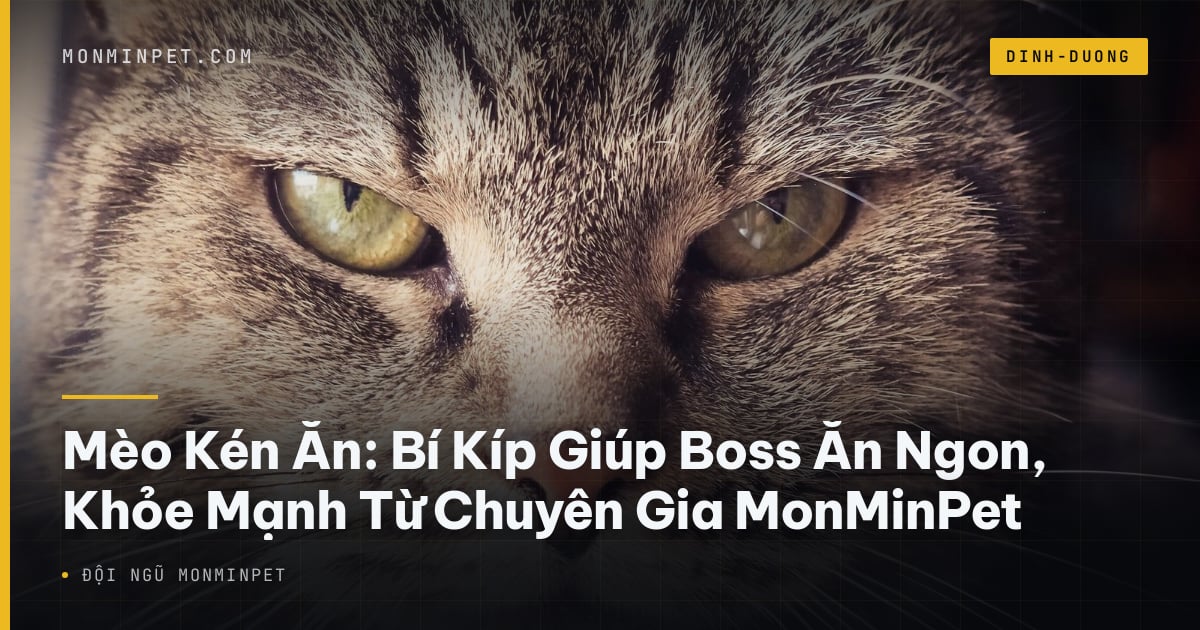Mèo Kén Ăn: Bí Kíp Giúp Boss Ăn Ngon, Khỏe Mạnh Từ Chuyên