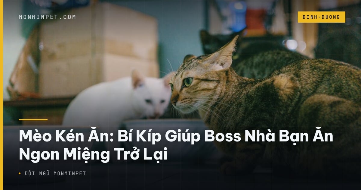 Mèo Kén Ăn: Bí Kíp Giúp Boss Nhà Bạn Ăn Ngon Miệng Trở Lại
