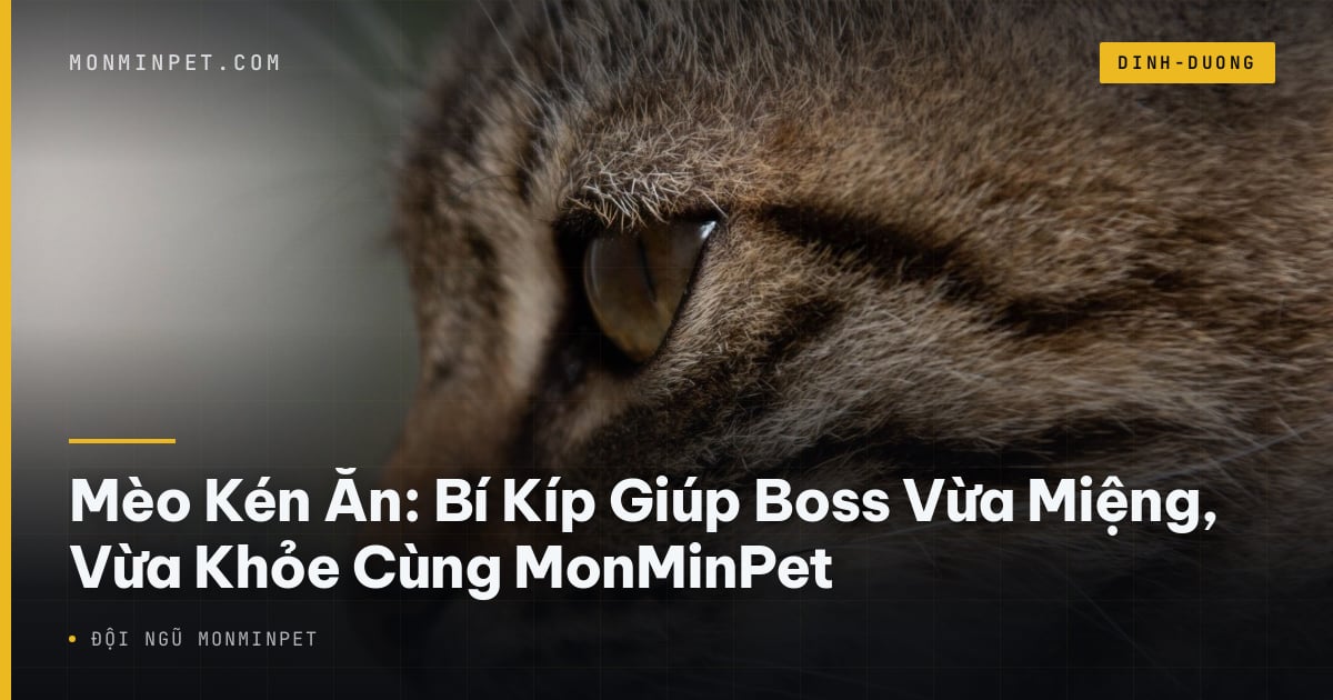 Mèo Kén Ăn: Bí Kíp Giúp Boss Vừa Miệng, Vừa Khỏe Cùng