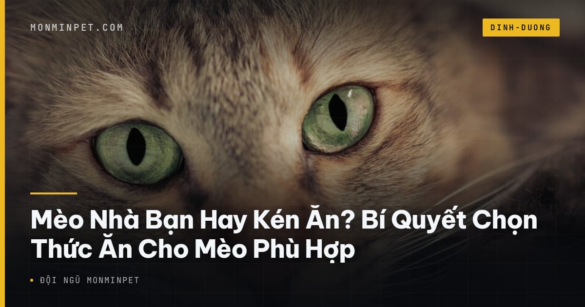 Mèo Nhà Bạn Hay Kén Ăn? Bí Quyết Chọn Thức Ăn Cho Mèo Phù