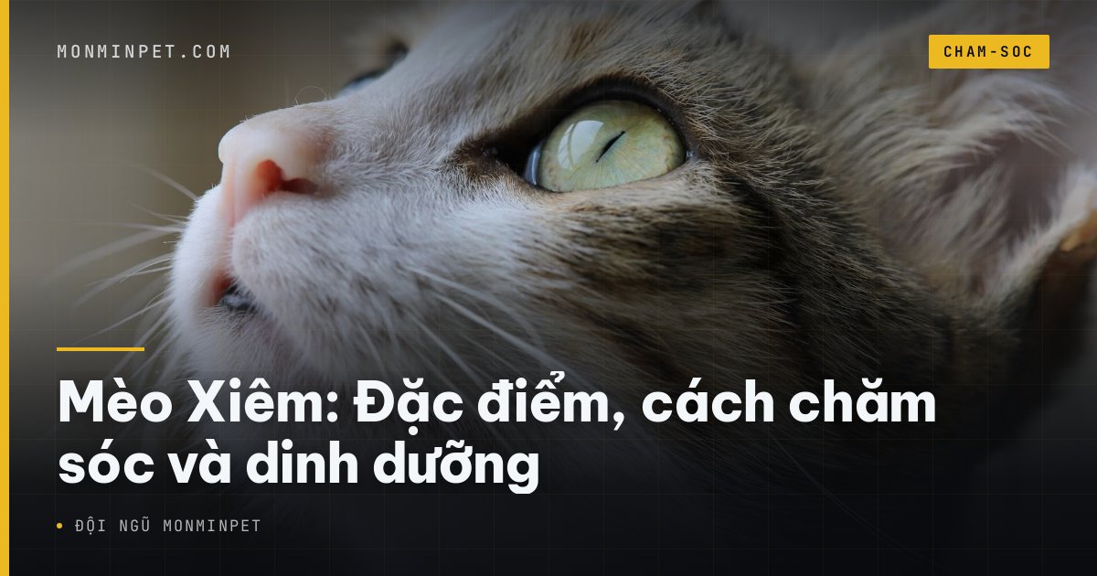 Mèo Xiêm thanh lịch với đôi mắt xanh biếc