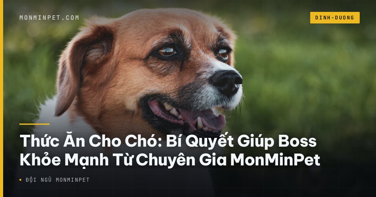 Thức Ăn Cho Chó: Bí Quyết Giúp Boss Khỏe Mạnh Từ Chuyên Gia