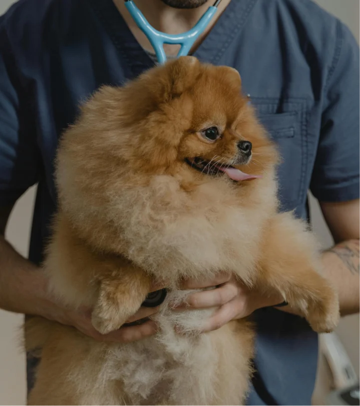VetCoach