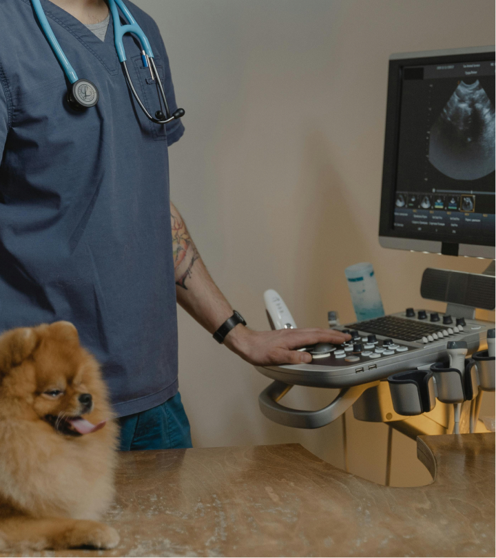 Bảo hiểm thú cưng